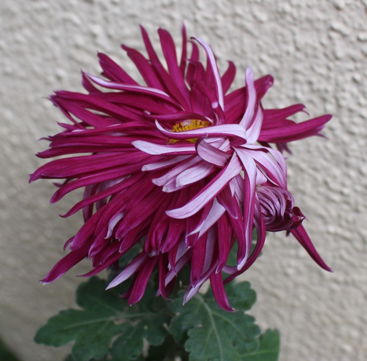 荏原紫玉の芸が始まる