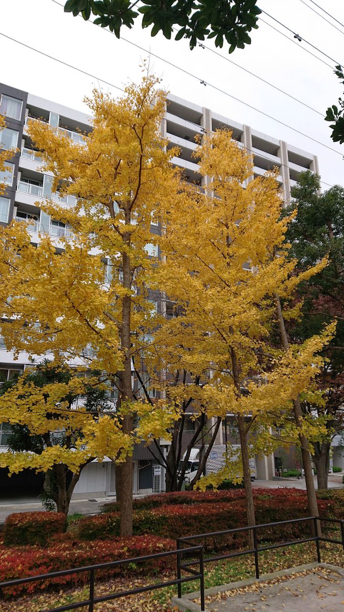 ☆秋🍁見～つけた🍂③