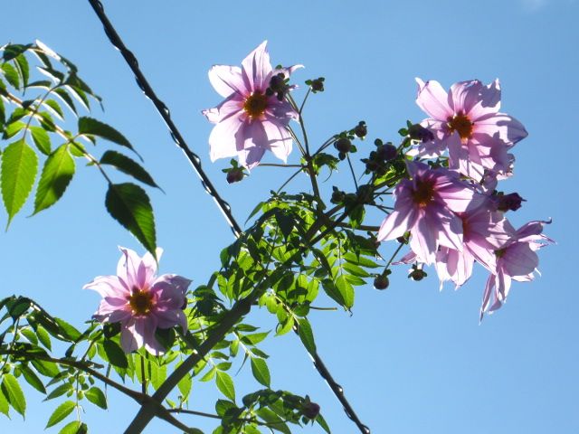 青空と皇帝ダリア