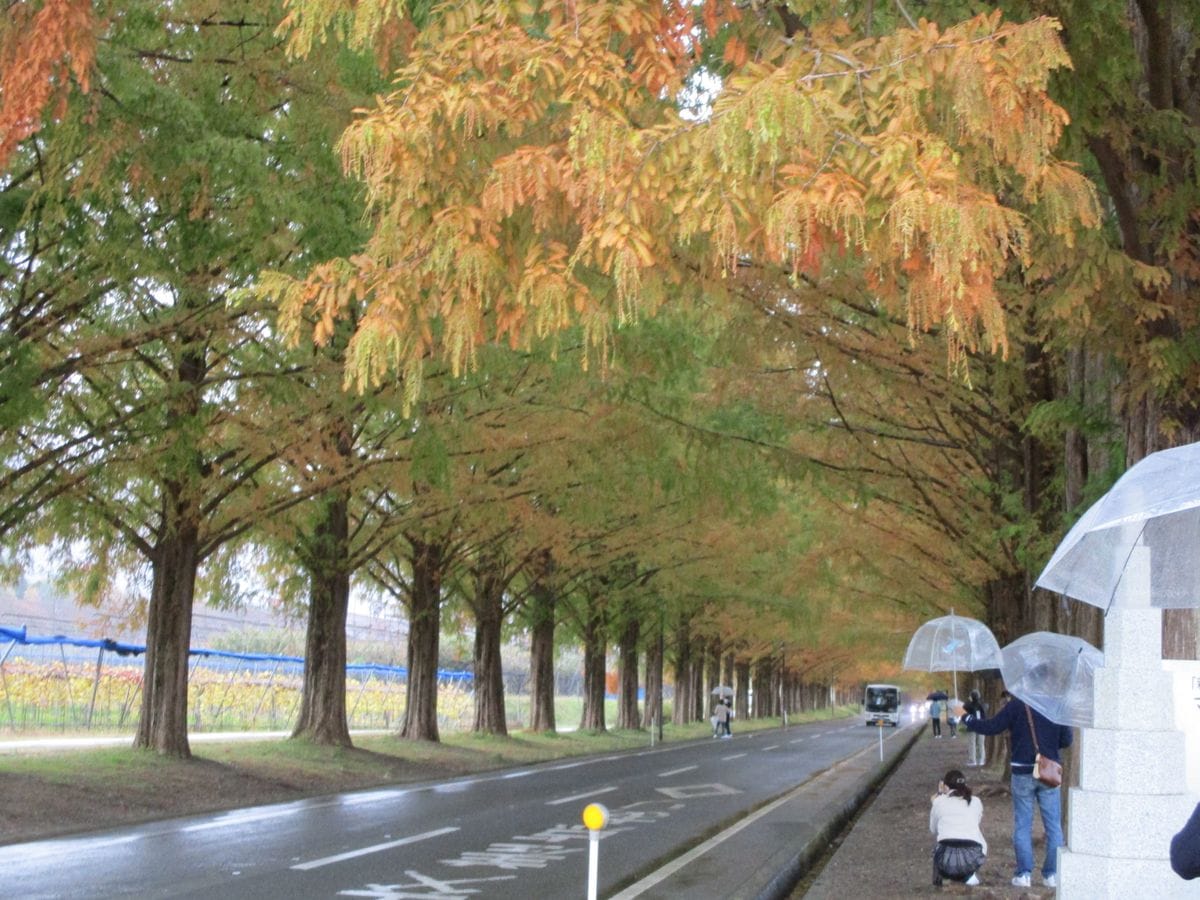 メタセコイア並木の紅葉