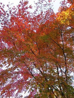 花木園　紅葉（東京都青梅市）