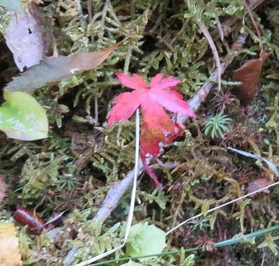 花木園　紅葉（東京都青梅市）