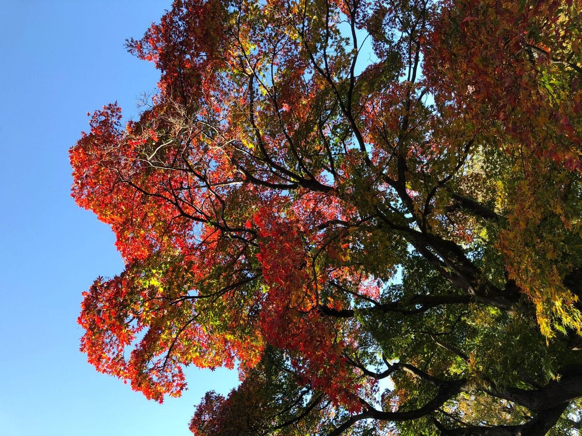 小石川植物園の紅葉