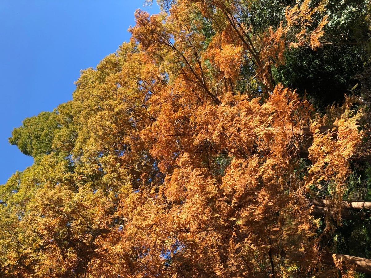 小石川植物園の紅葉