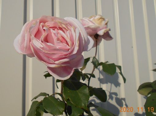 綺麗に散った「薔薇」