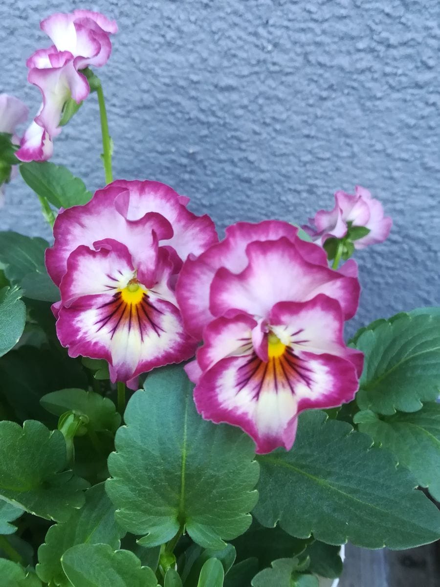 お買い上げ❇️パンジーと発芽🌱