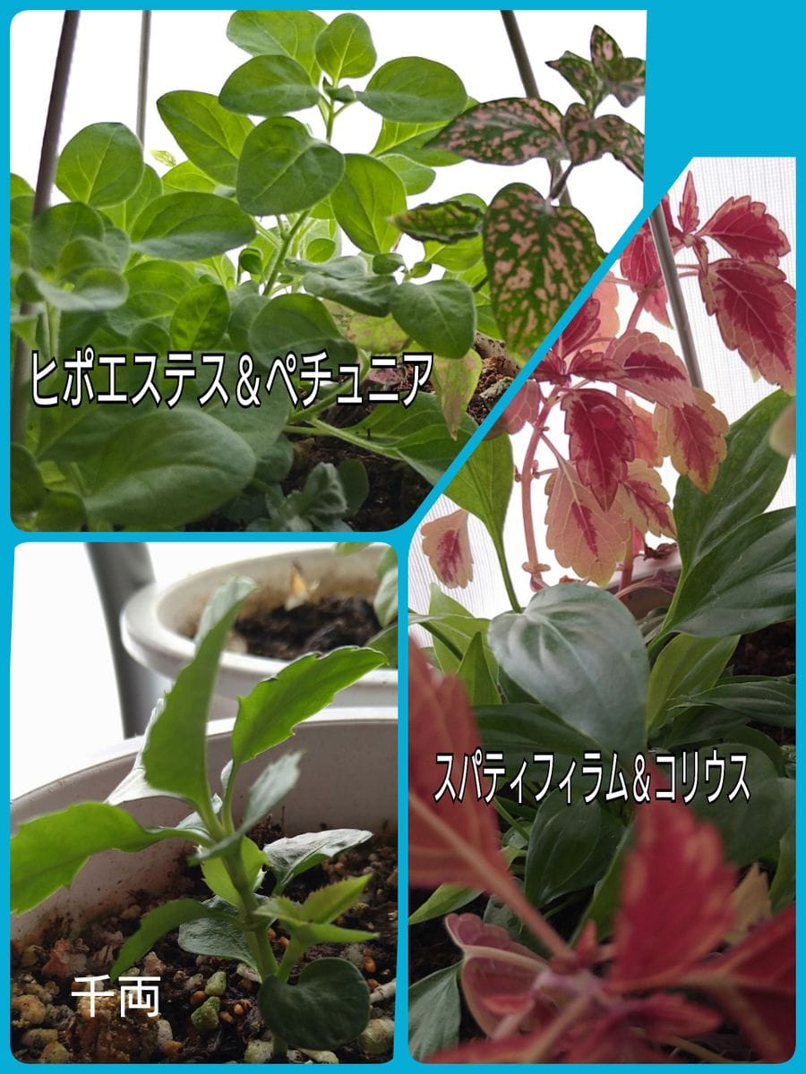 植木鉢のその後