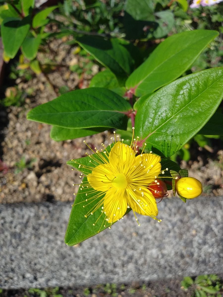 可愛い😍挿し木咲いたよ🎵