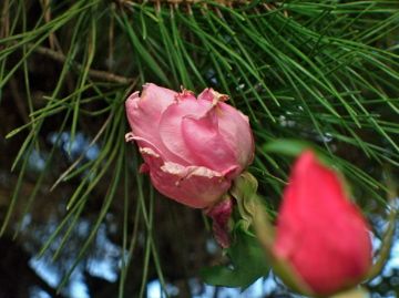 庭の秋薔薇