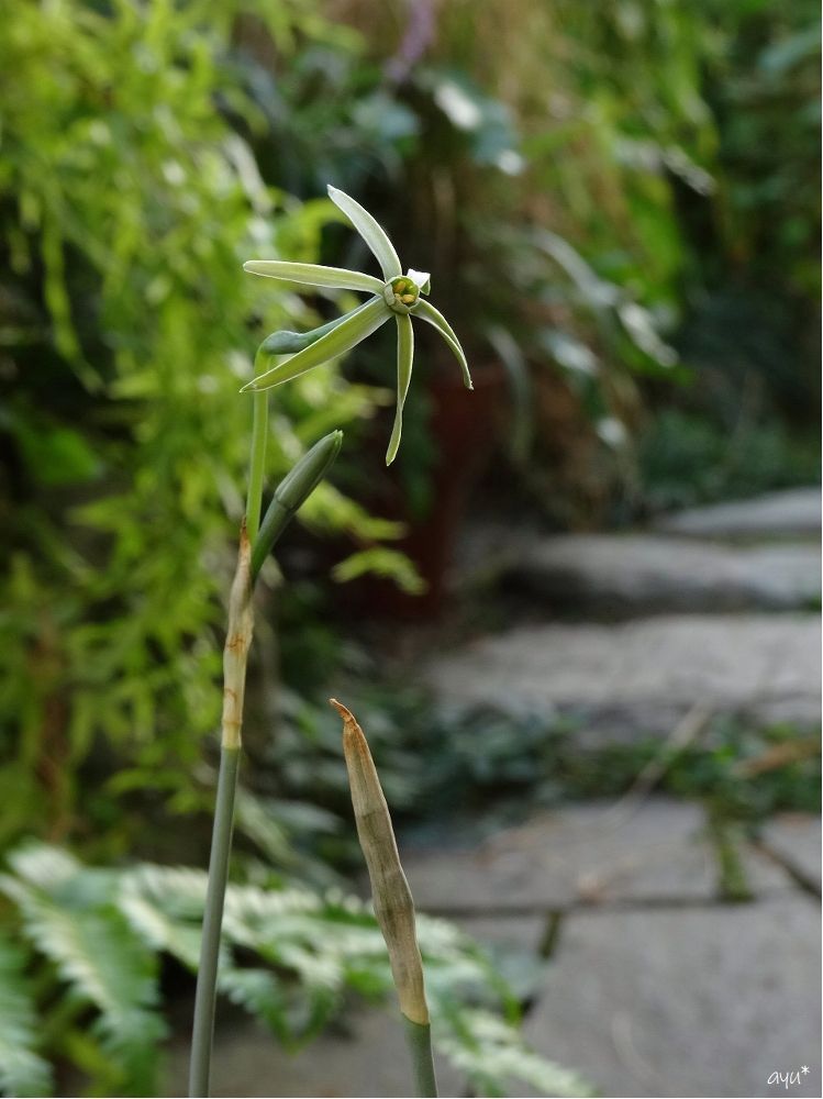 ウキウキ開花…♪