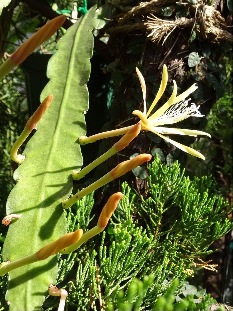 ウキウキ開花…♪