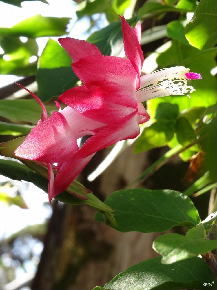 ウキウキ開花…♪