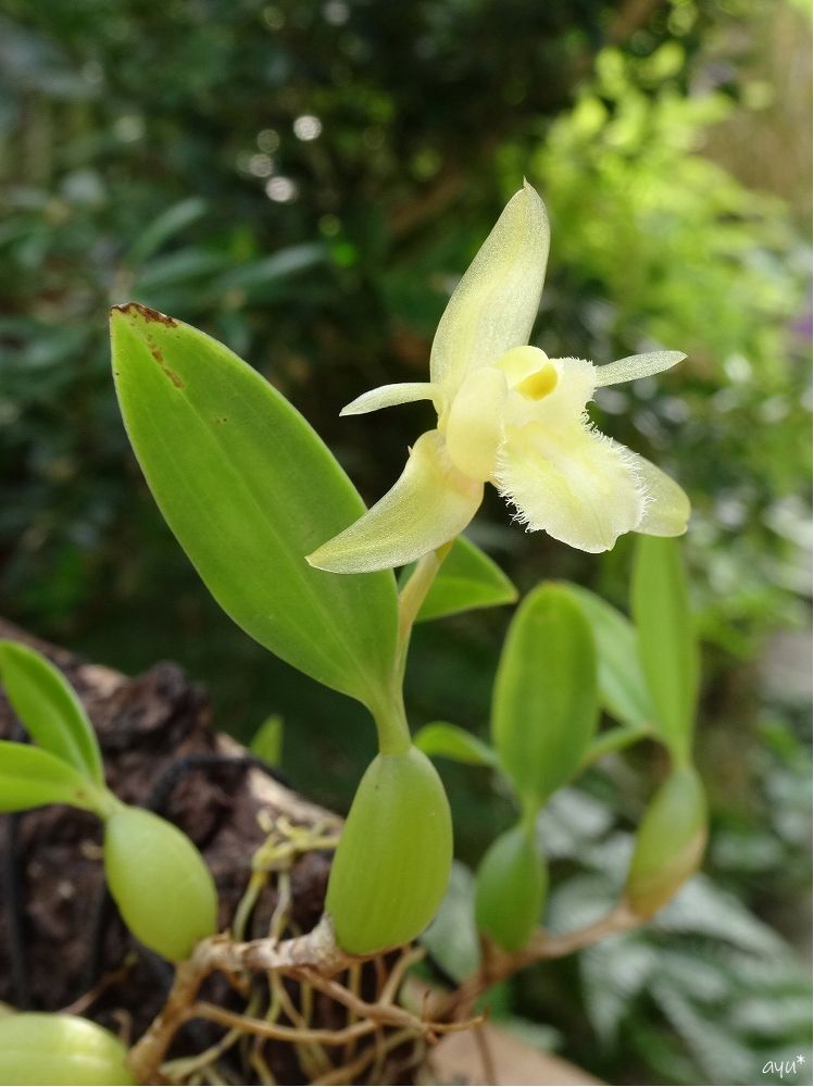 ランの初花…♪