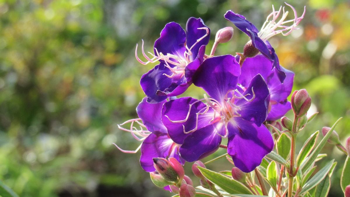 庭の花-紫紺野牡丹