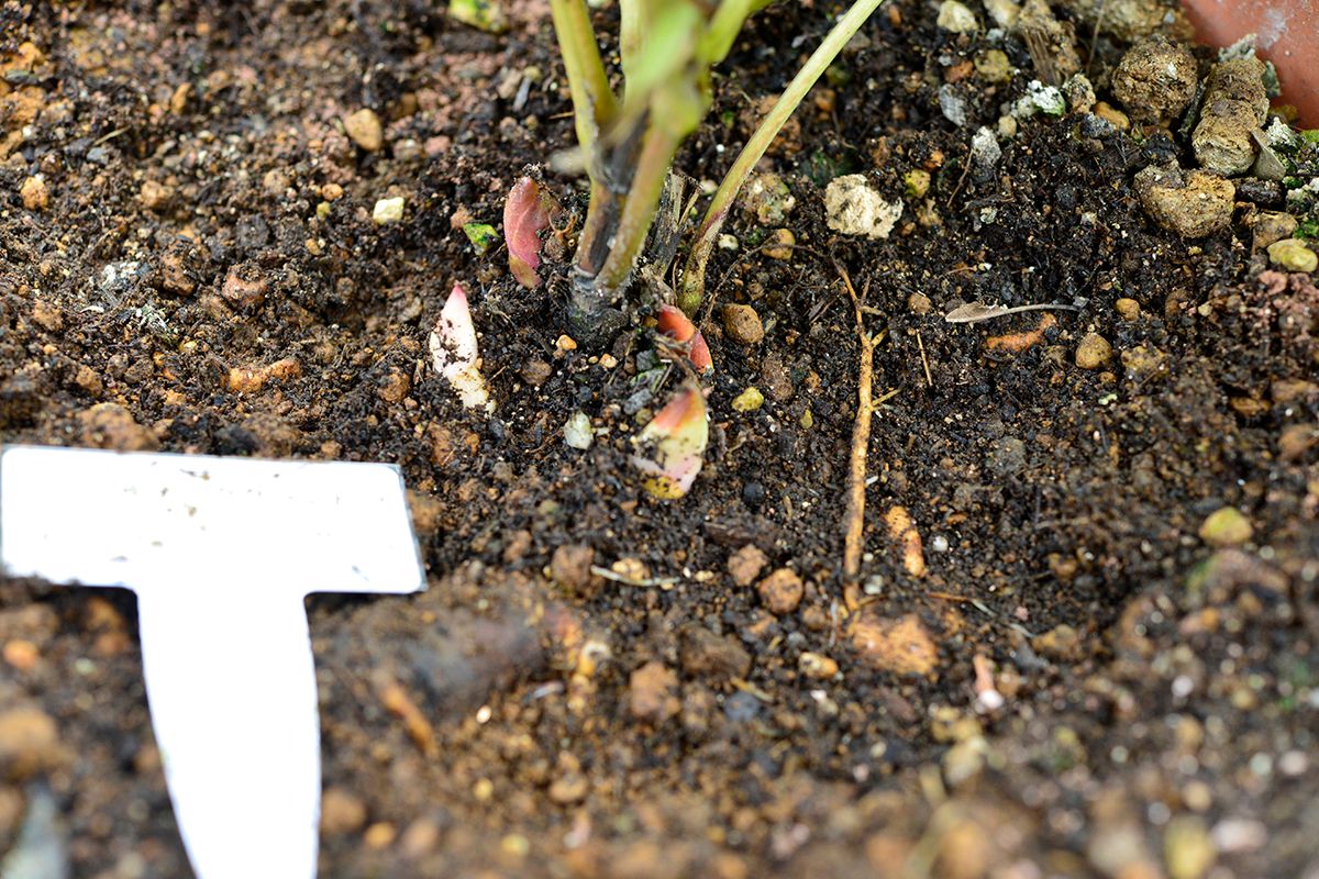 2020年11月23日②　芍薬植え替え