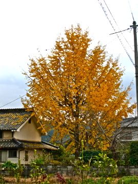 大銀杏