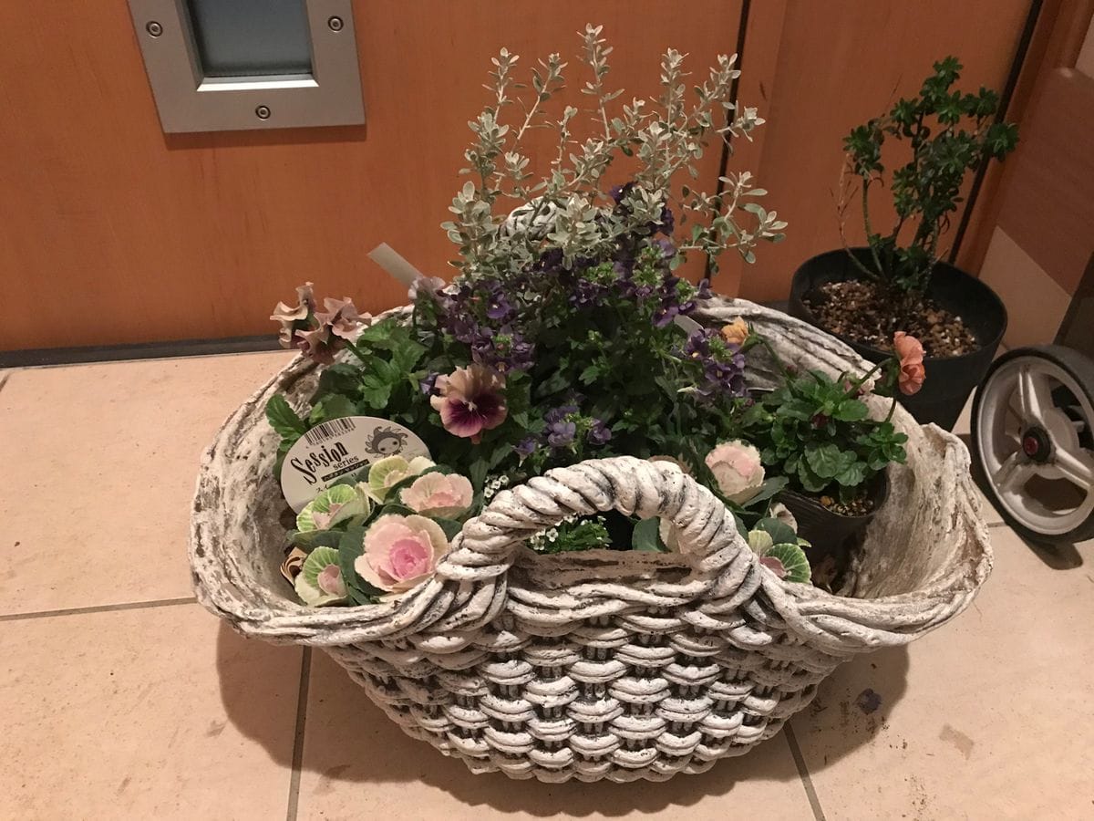 玄関の寄せ植え