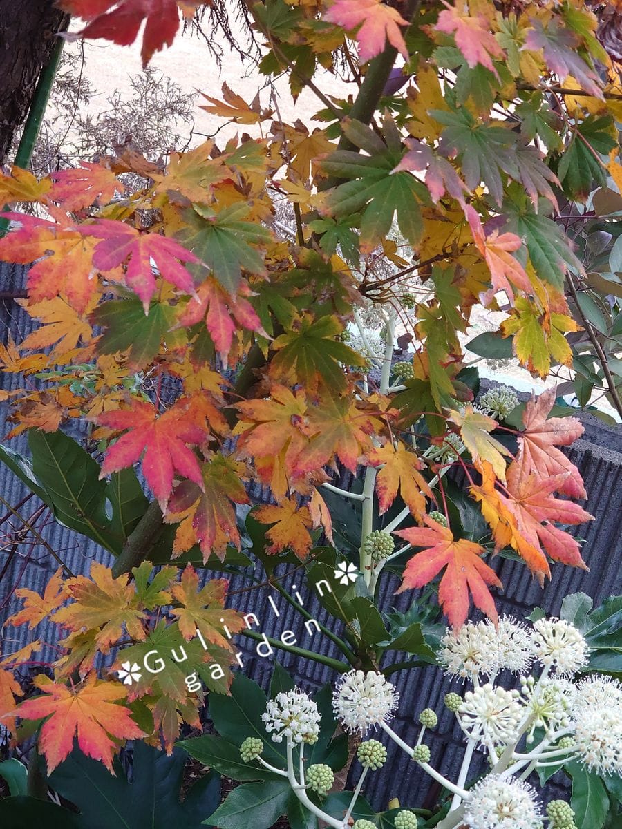 エッグタルトさんの寄植え💛