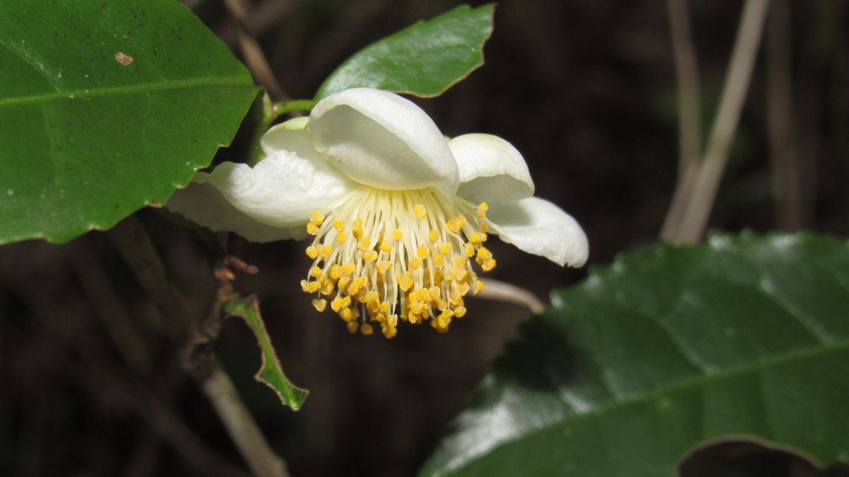 野生化した茶の木