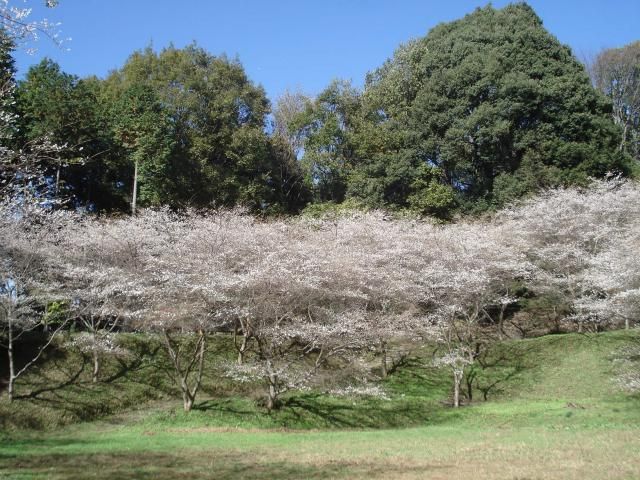 四季桜の想い出