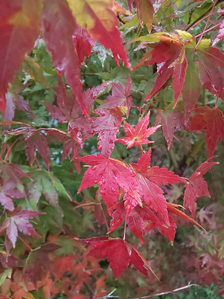 からだのなかにも紅葉