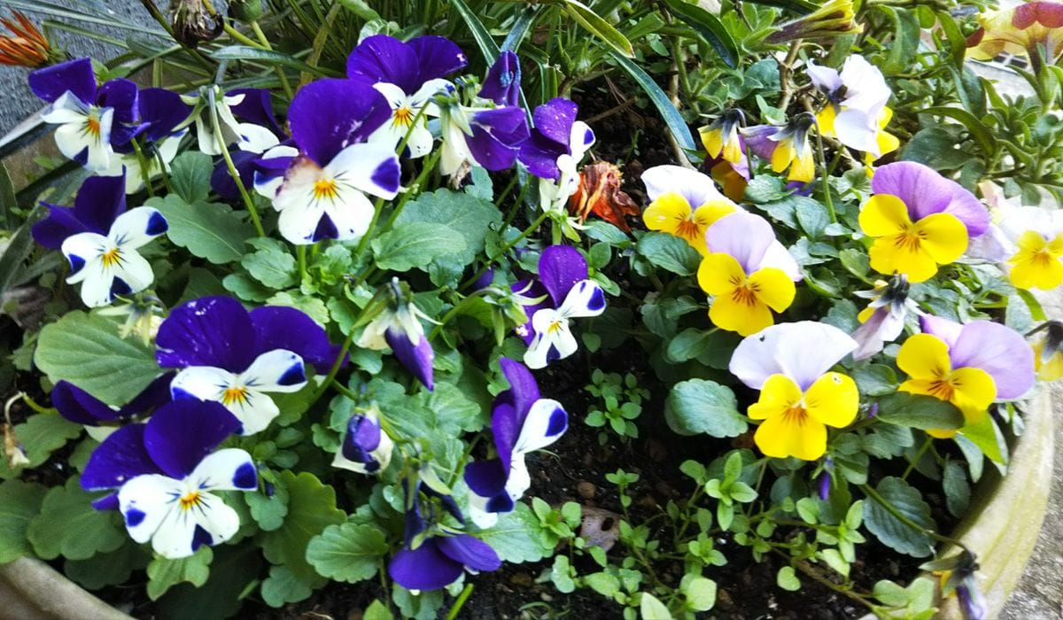 💙貴重な色の花💜