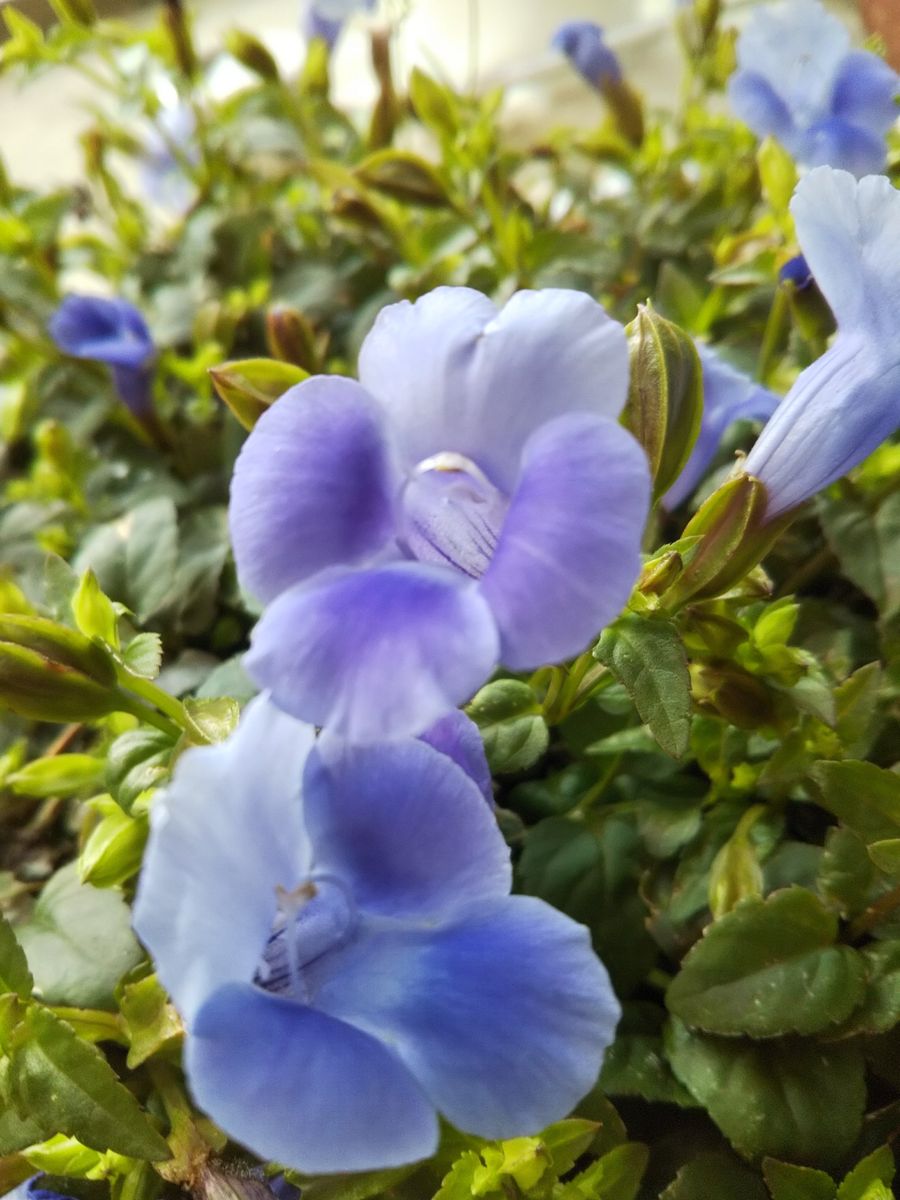 💙貴重な色の花💜