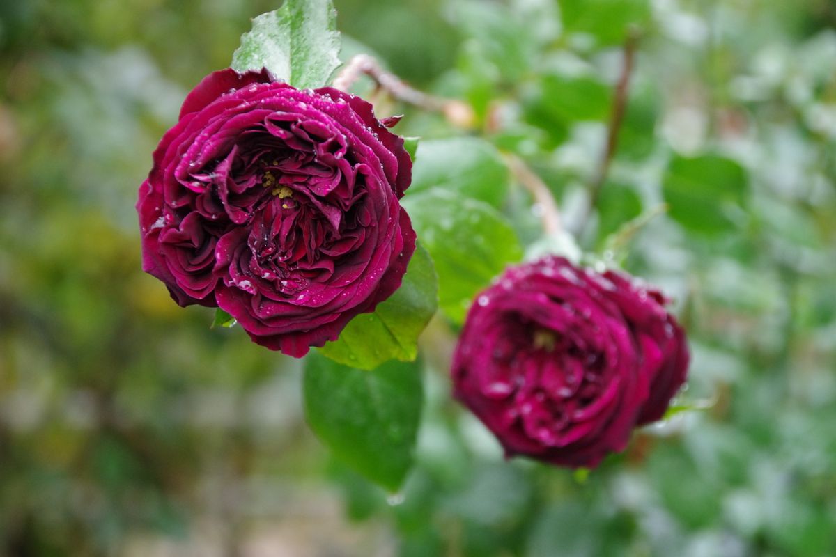 雨に濡れた晩秋の薔薇