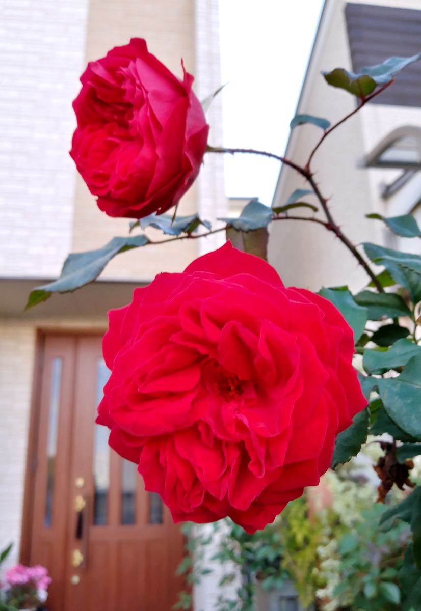 明日が今年最後の花散歩になります。