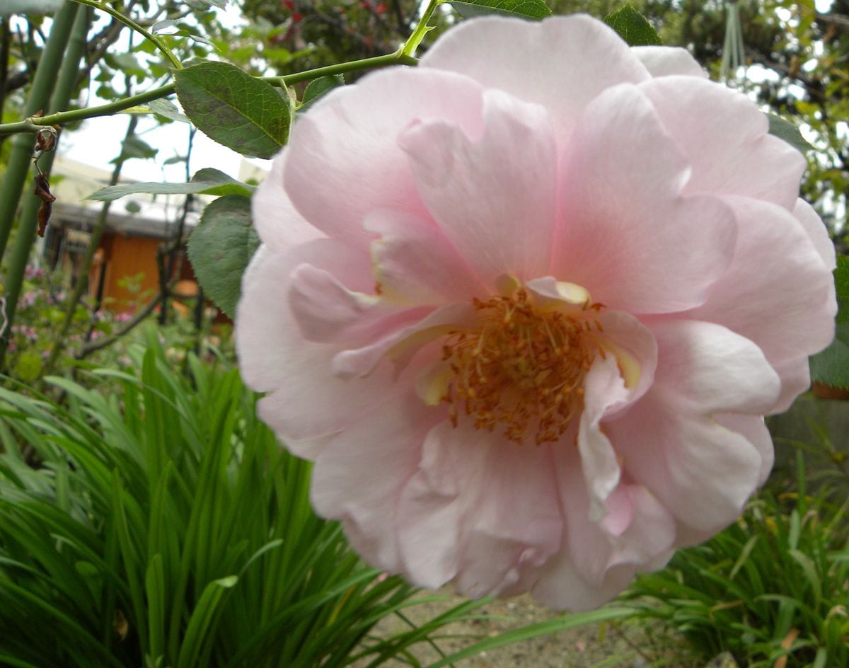 今年最終の薔薇ちゃん暖かだったから・・