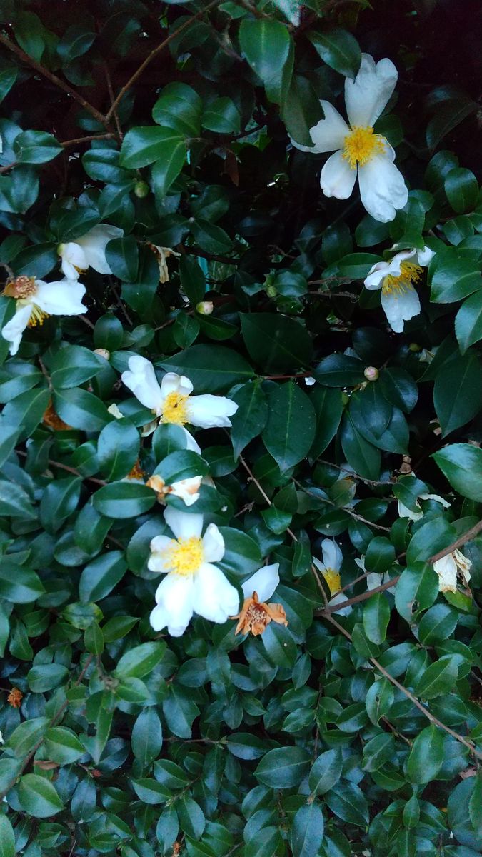 ☆三色揃う山茶花〜✨