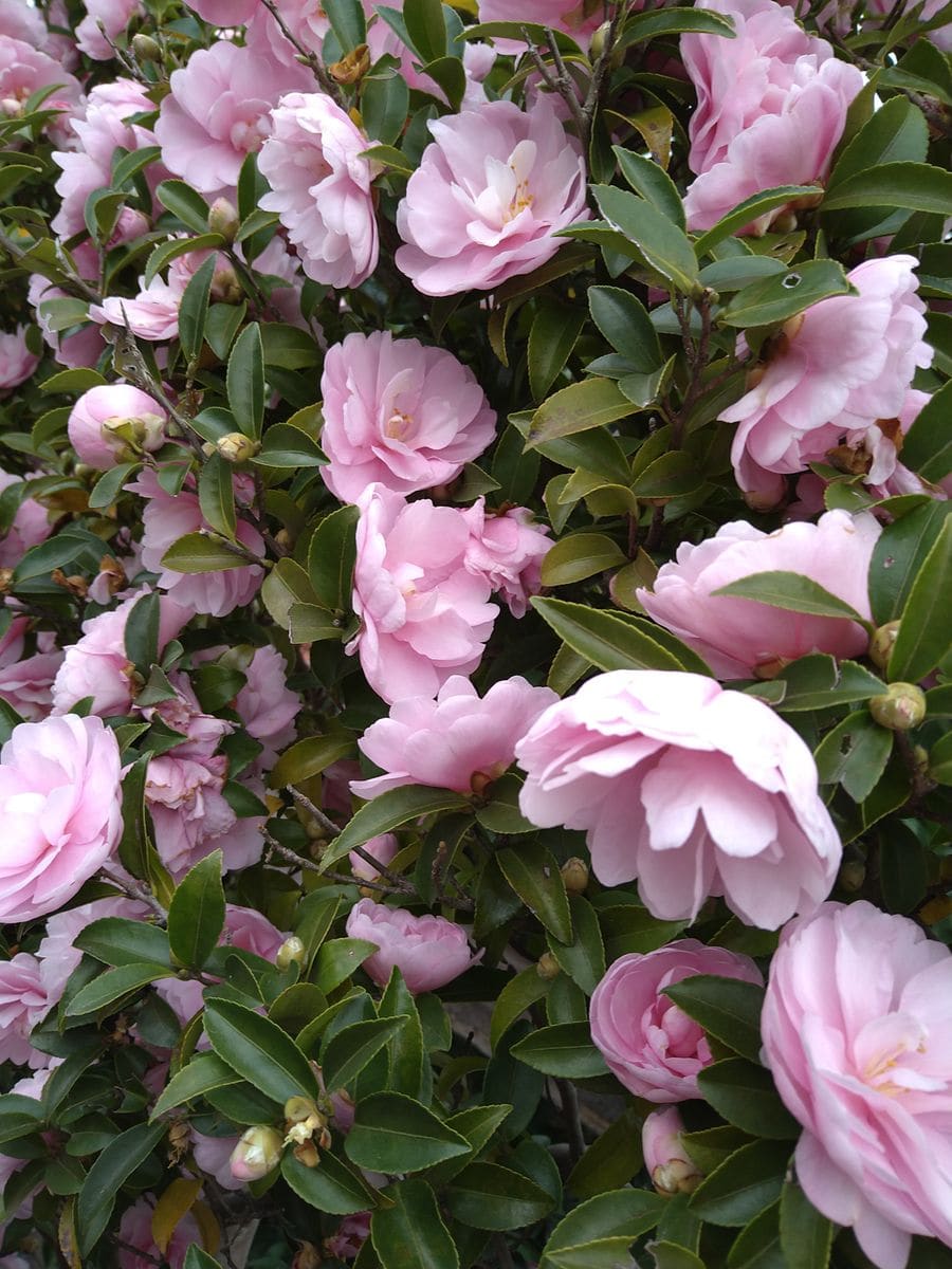 ☆三色揃う山茶花〜✨