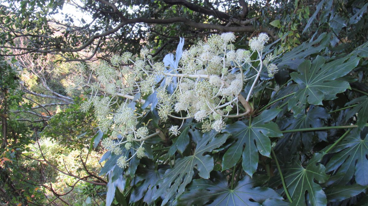 雑草の花-八つ手(ヤツデ)