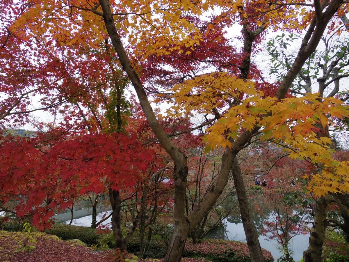 京都の紅葉