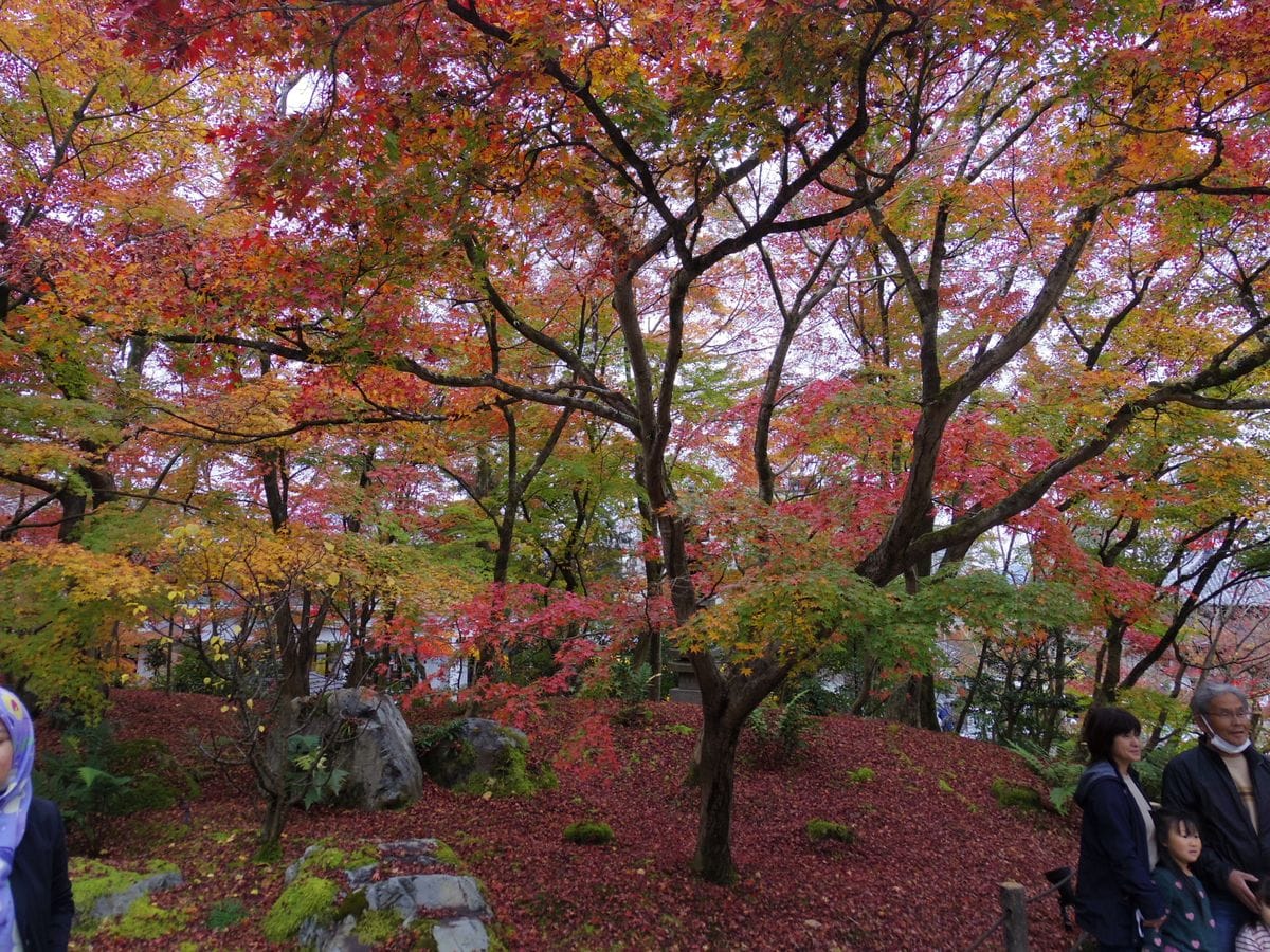 京都の紅葉