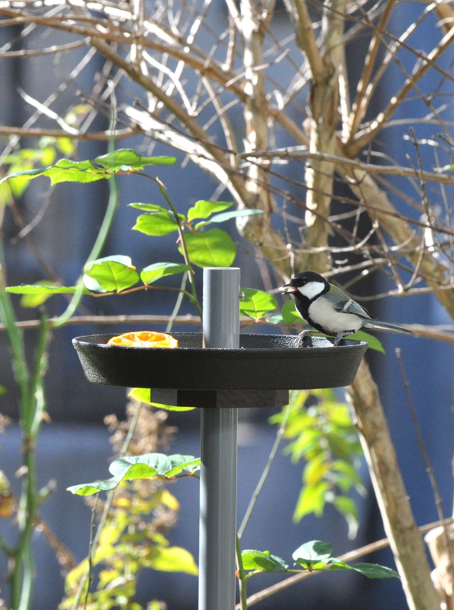 飛んできた野鳥