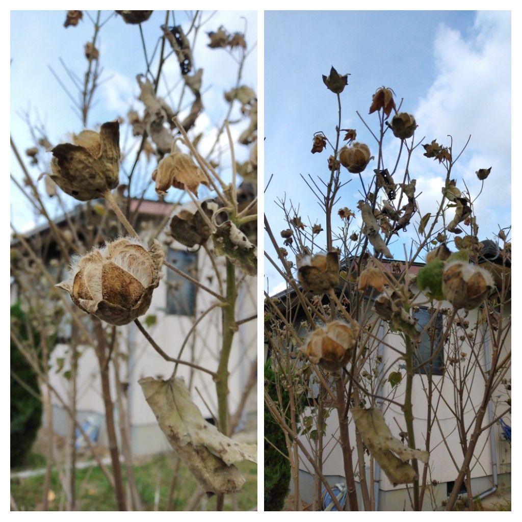 散歩道で見かけた植物！