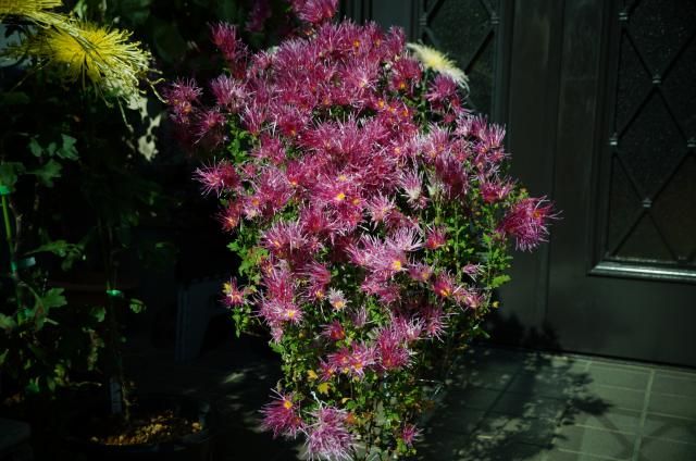 わが家の庭　　菊