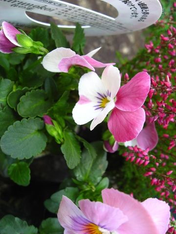 ピンクの寄せ植え用のお花さん