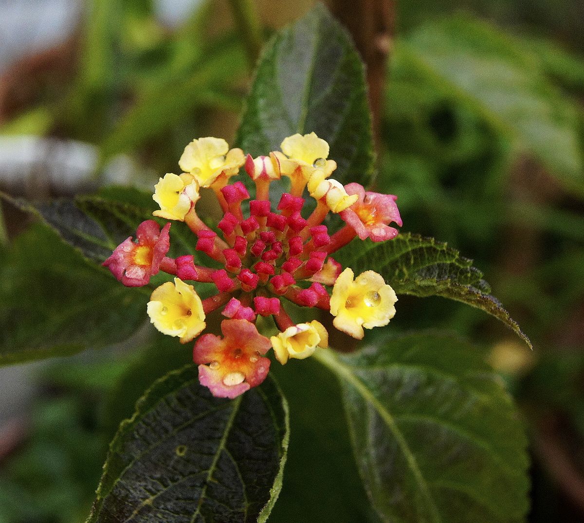 枇杷の花