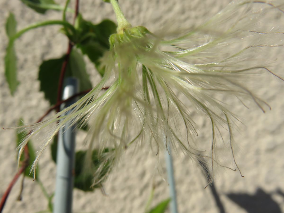 クレマチス🌺シルホサの花後