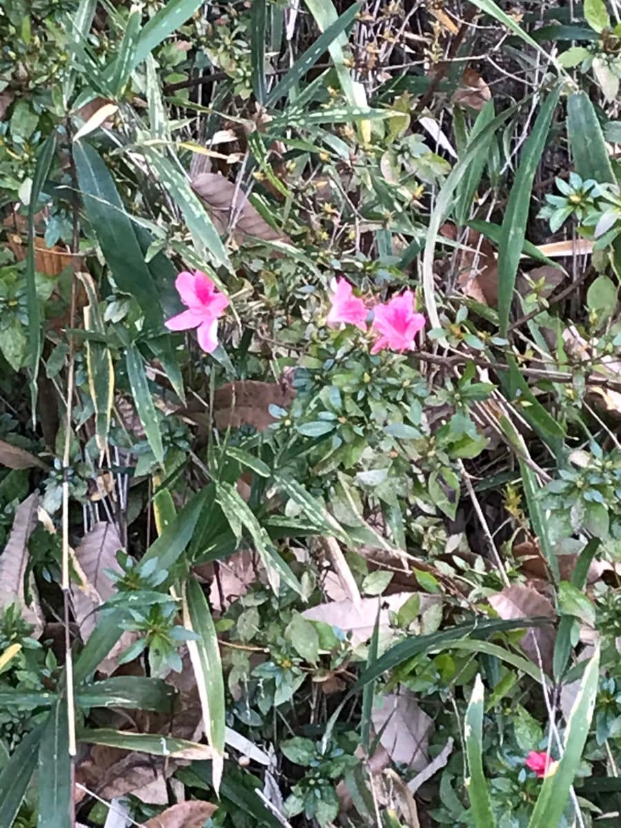 季節外れの投稿ばかり〜🌸🌸🌸