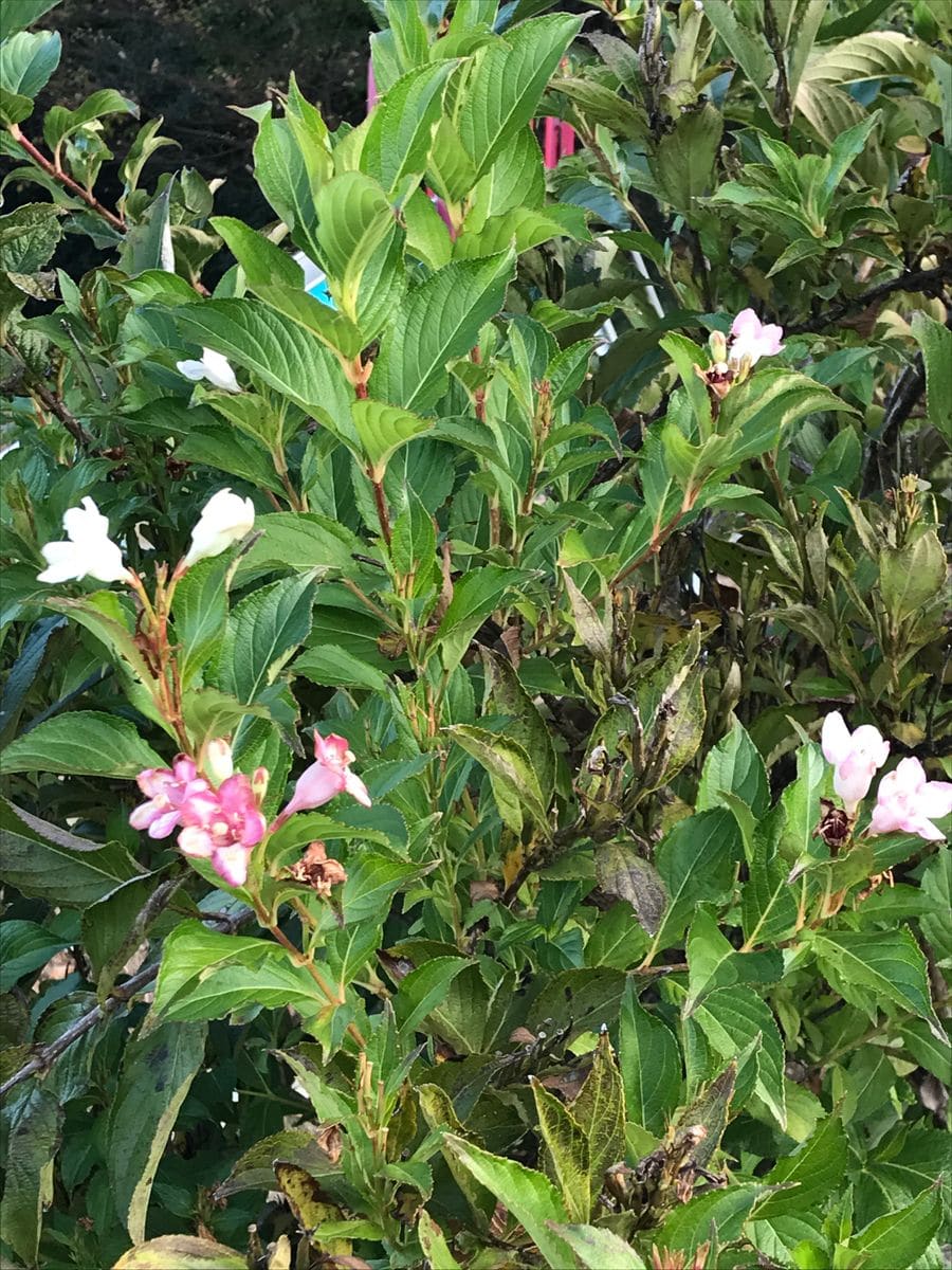 季節外れの投稿ばかり〜🌸🌸🌸