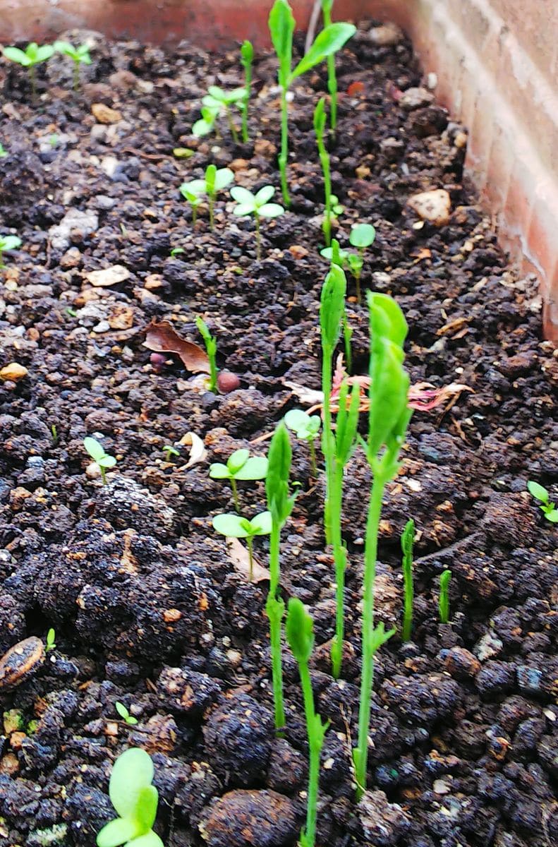 種から育てる🌱