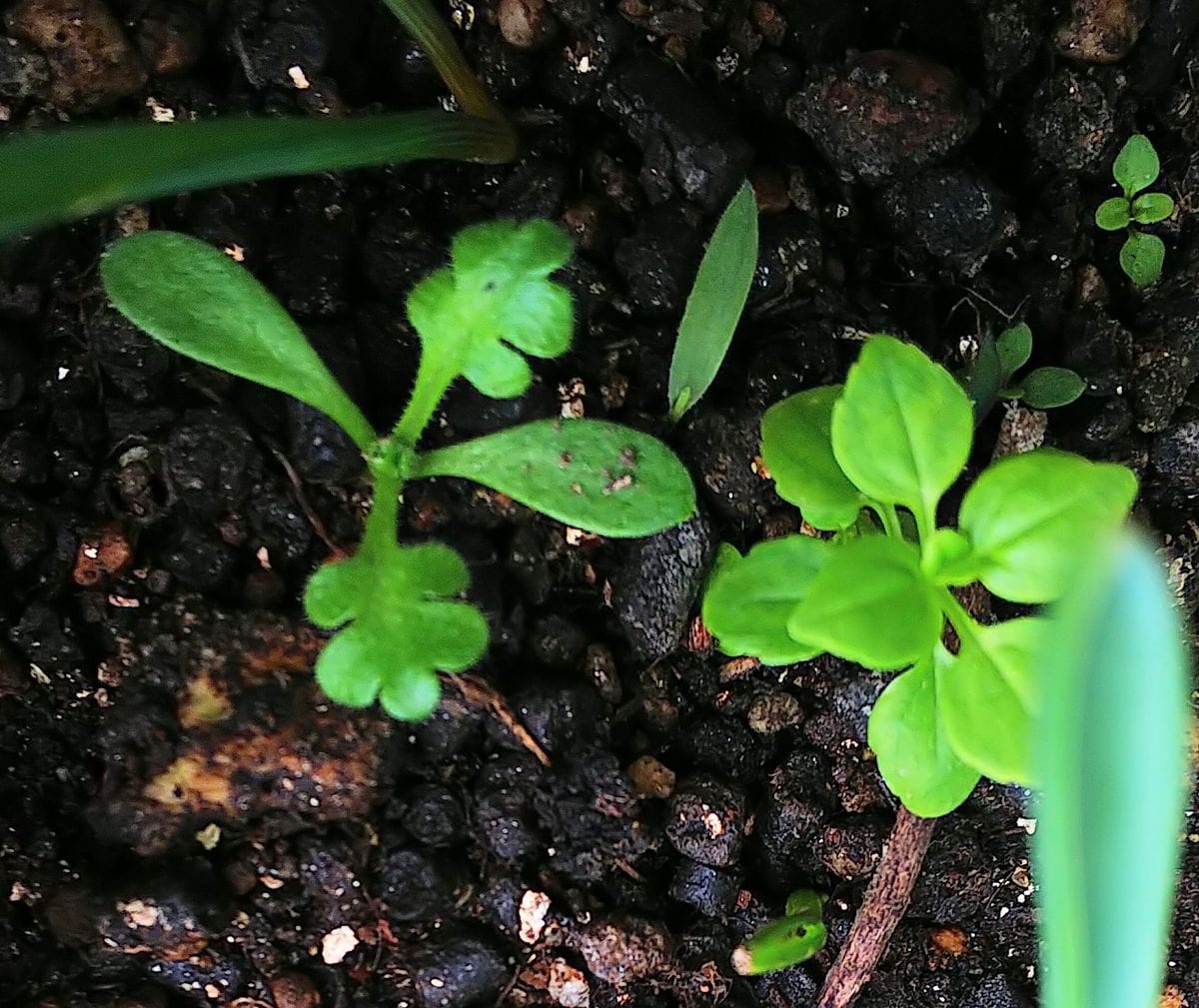 種から育てる🌱