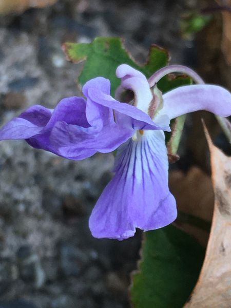 すみれの花咲く頃