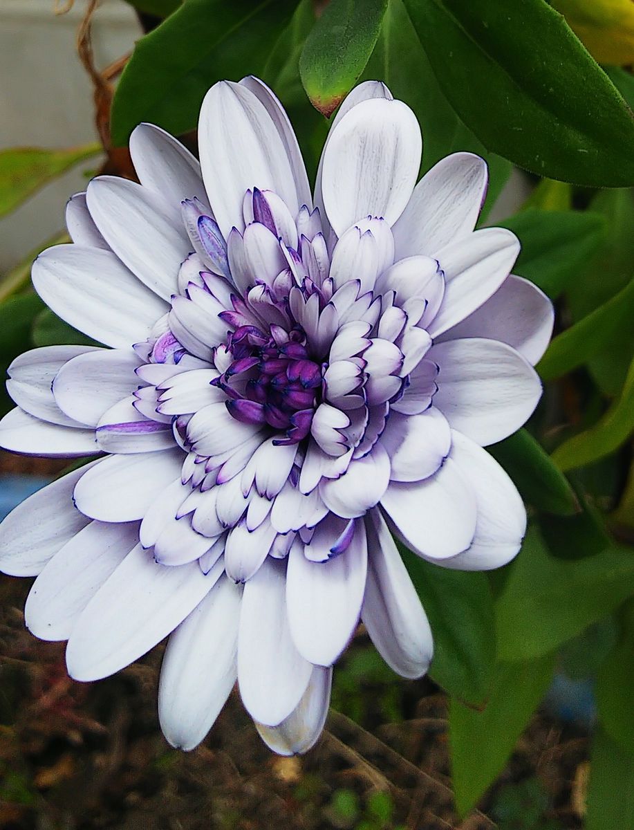 庭の花と野菜