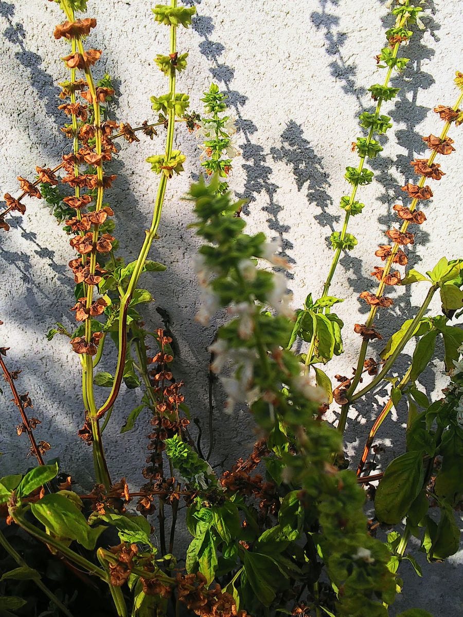 庭の花と野菜