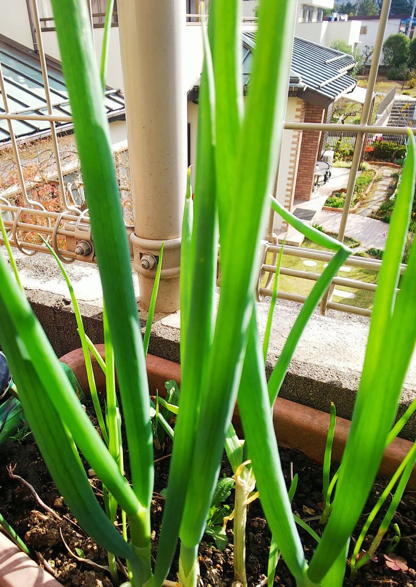 庭の花と野菜