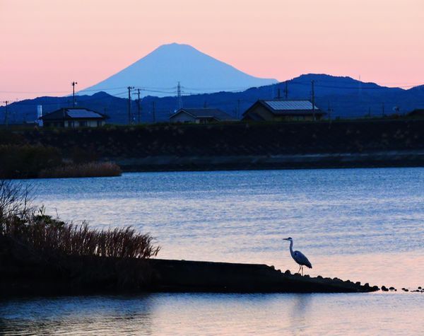 富士山と青鷺。ウォーキングMS⑧326日目(2851日目)